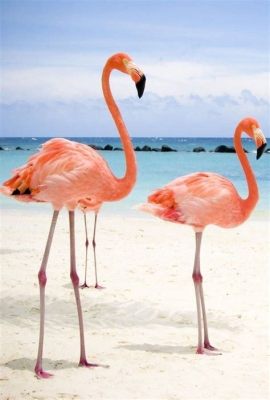 Can Canadians Travel to Cuba? And Why Do Flamingos Love Cuban Sunsets?