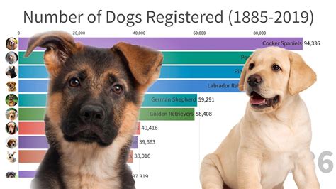 What is the Most Popular Pet in America? And Why Do They Love Them More Than Their Morning Coffee?