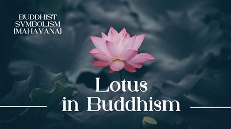 Why is the Lotus Flower Important in Buddhism? And Why Do Monks Always Seem to Have a Favorite Color?